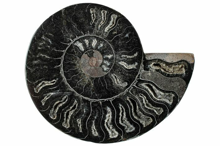 Cut & Polished Ammonite Fossil (Half) - Unusual Black Color #286654